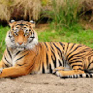 Meet your Posher, Ebony